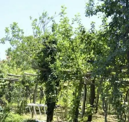 A Casa Di Pissi - Apartment