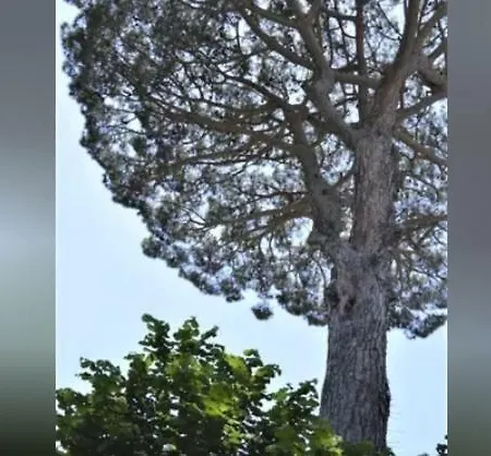 Apartamento A Casa Di Pissi - Ravello